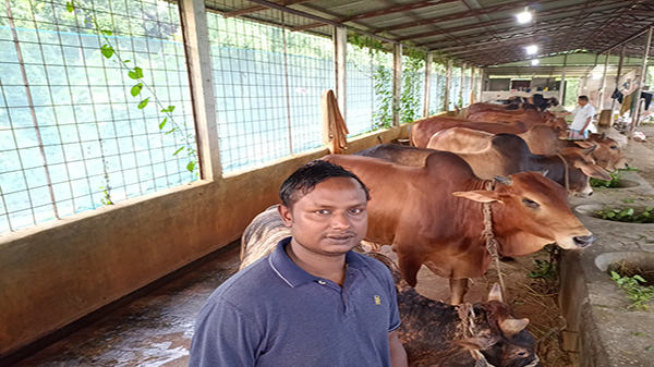 গরু নিয়ে দুশ্চিন্তায় লোহাগাড়ার খামারিরা