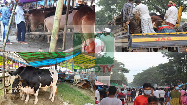 রাজধানীর কাওলার আশিয়ান সিটিতে জমে উঠেছে কোরবানির হাট