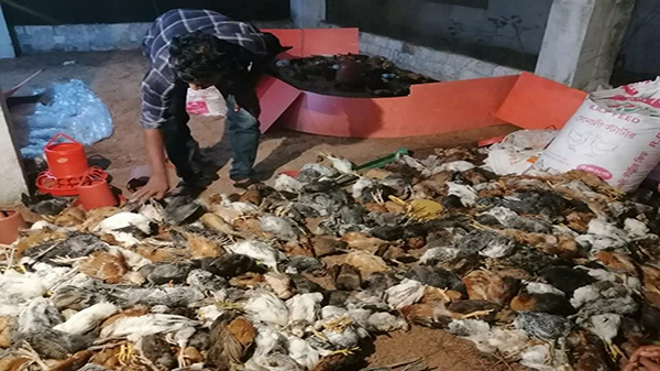 আমি ডাক্তারের চেয়ে কম বুজি নাকি: পোল্ট্রি ব্যবসায়ী