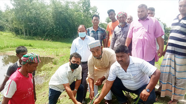 নওগাঁর আত্রাইয়ে বিশা ইউনিয়নে গ্রামীণ সড়কে তালগাছ রোপনঃ বছরে কোটি টাকা বাড়তি আয়ের সম্ভাবনা