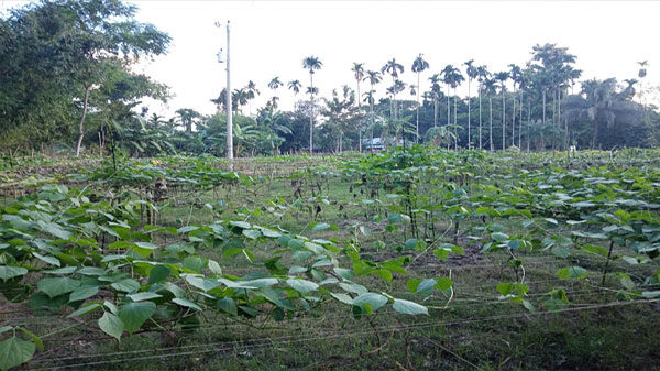 নেত্রকোণায় শিম ক্ষেত কেটে ফেলার অভিযোগ