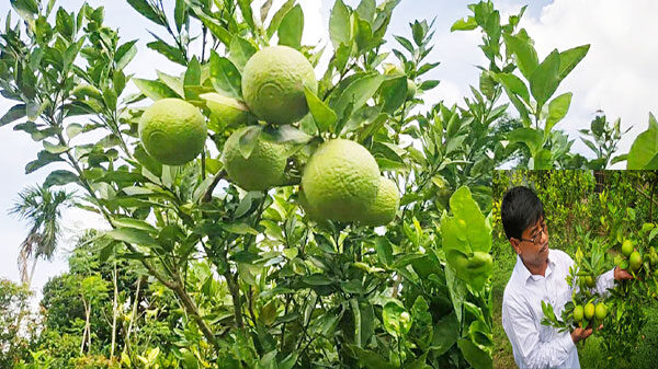 মাল্টা চাষে ভাগ্য বদলের স্বপ্ন দেখছেন বাঞ্ছারামপুরের কৃষক মুজিবুর রহমান