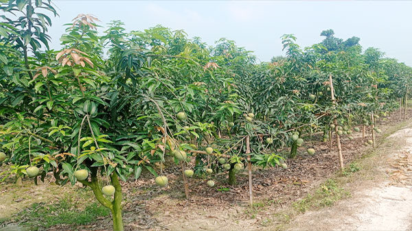 নওগাঁ’র পত্নীতলা উপজেলায় লেট ভ্যারাইটির গৌরমতি জাতের আম চাষে সফলতা