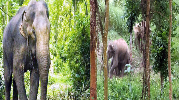 হাতির আক্রমণে আতংকে কুলাউড়াবাসী
