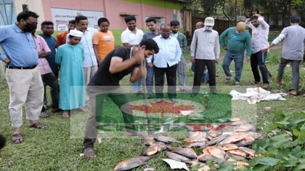 ভূরুঙ্গামারীতে নিষিদ্ধ পিরানহা মাছ ধংস করল ভ্রাম্যমাণ আদালত