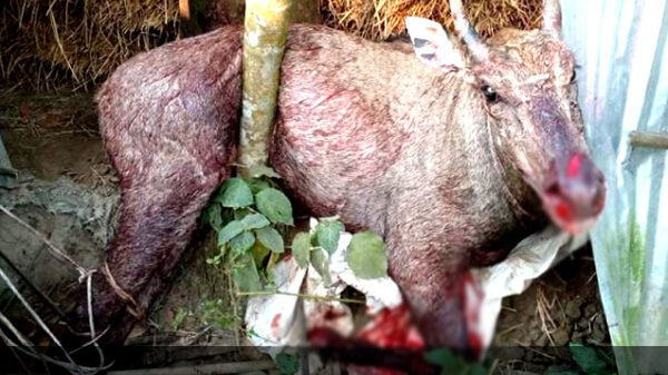 ঠাকুরগাঁওয়ে বিরল প্রজাতির নীলগাই আটক