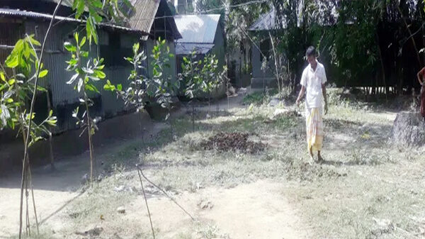 শত্রুতার জের ধরে রোপণকৃত গাছের চারা কর্তন