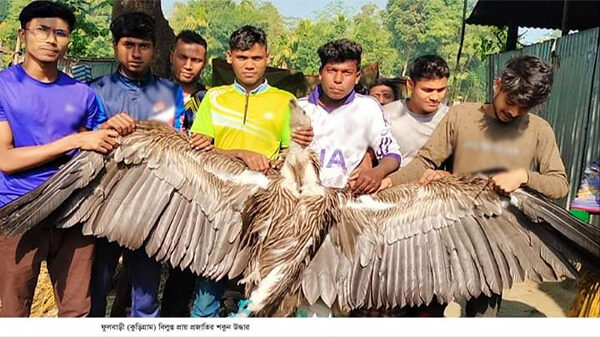 ফুলবাড়ীতে বিলুপ্ত প্রায় প্রজাতির শকুন উদ্ধার