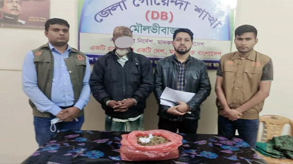 গাঁজা সহ মাদক কারবারি ডিবি পুলিশের জালে