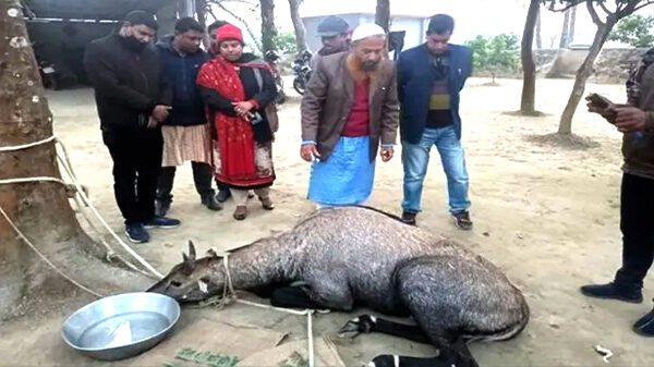 প্রায় ১ ঘন্টা চেষ্টার পর বিরল প্রজাতির নীলগাই উদ্ধার