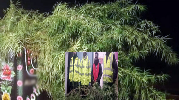 রৌমারীতে গাঁজা গাছসহ বাড়ীর মালিক আটক