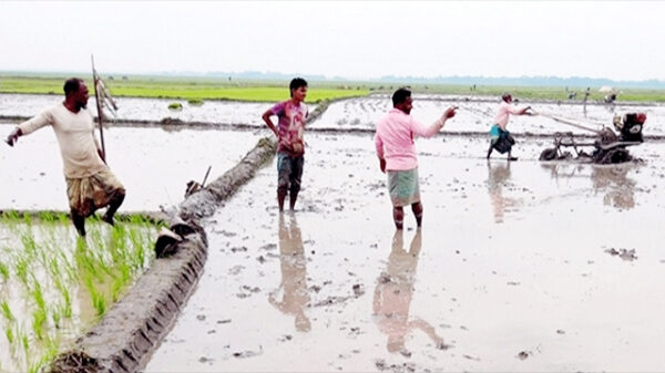 হাওরে বোরো চাষে ব্যস্ত কৃষকরা