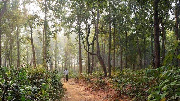 দেশে বনাঞ্চলে আচ্ছাদিত ২২দশমিক ৩৭ শতাংশ