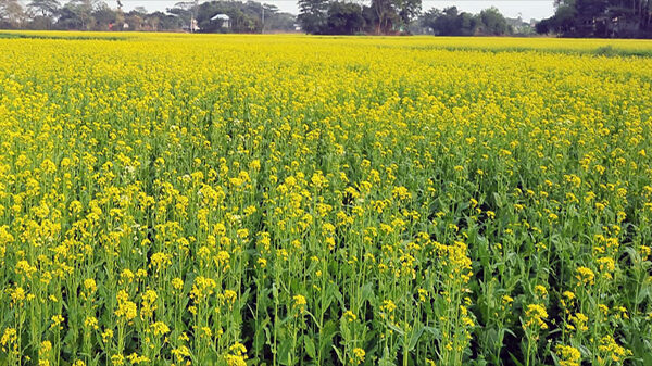 মুরাদনগরে এবার সরিষায় বাম্পার ফলন, কৃষকের মুখে হাসি