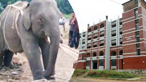 বাচ্চা হাতিকে প্রশিক্ষণের নামে নির্যাতন: ওসি সহ বিভাগীয় প্রধানকে কারন দর্শানোর নির্দেশ