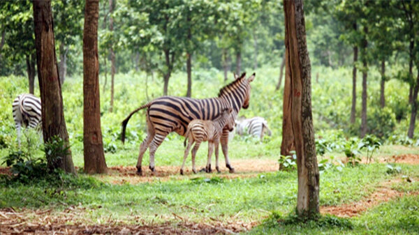 জুড়ি সাফারি পার্কের প্রানীর জন্য ২০৩কোটি টাকা বরাদ্দ