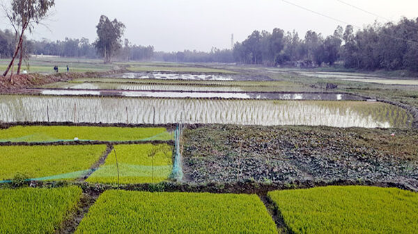 খরস্রোতা ইছামতী নদীতে এখন চলছে ফসল চাষ