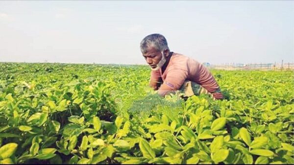 হাওরে বাদাম চাষে অপার সম্ভাবনা