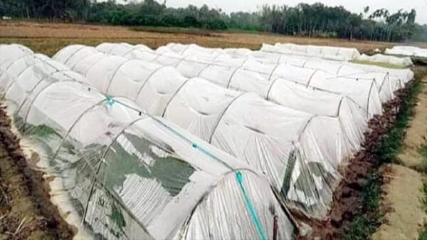 নওগাঁয় ঘন কুয়াশায় পলিথিন শেড তৈরী করে চারা বাচাচ্ছেন কৃষকরা