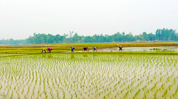 নওগাঁয় চলতি মওসুমে আমন ও আউশ চাষে ২৩ হাজার ৫শ কৃষকের মধ্যে ১ কোটি ১৯ লাখ ৮৫ হাজার টাকার প্রনোদনা বিতরন