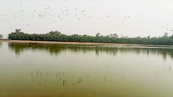 অতিথি পাখিদের কলতানে মুখরিত রামরায় দিঘী