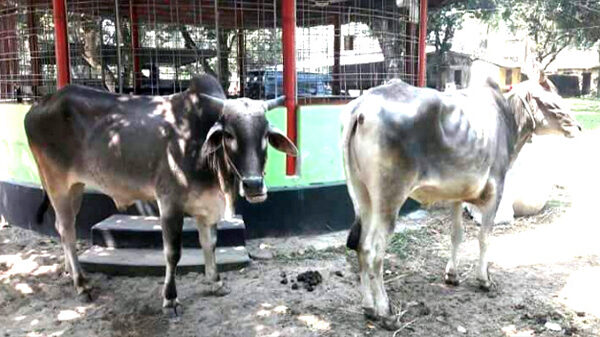 রাণীশংকৈলে ১০ টি ভারতীয় গরুসহ গ্রেফতার-৪