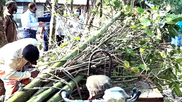 ঠাকুরগাঁওয়ে ১৫ টি নতুন জাতের মাদক ‘ক্র্যাটম’ গাছ উদ্ধার