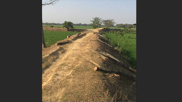 কলমাকান্দায় ইউপি চেয়ারম্যানের বিরুদ্ধে সরকারি গাছ কাটার অভিযোগ