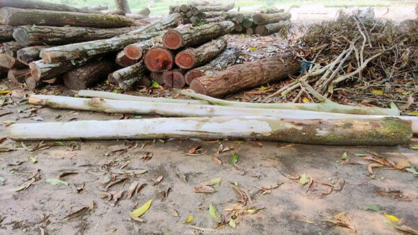 নবাবগঞ্জে বন বিভাগের রাস্তার গাছ চুরি, চোর ধরেও ছেড়ে দিলেন কর্তৃপক্ষ