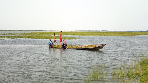 নেত্রকোণায় ধনু নদীর পানি বিপদ সীমার ১২ সেঃ মিঃ উপর দিয়ে প্রবাহিত, হাওরাঞ্চলের কৃষকদের দ্রুত ধান কেটে ঘরে তোলার প্রাণান্তকর চেষ্টা