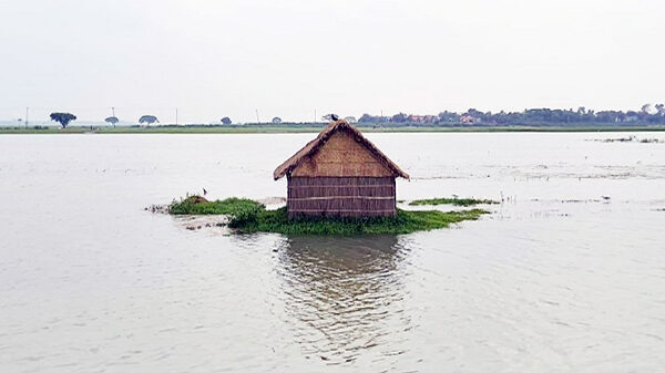 নেত্রকোনা হাওরে ঢলের পানিতে ডুবছে বোরো ফসল