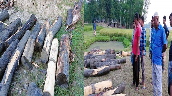 কমলগঞ্জে সাবেক মেম্বারের বিরুদ্ধে সরকারি গাছ চুরির অভিযোগ