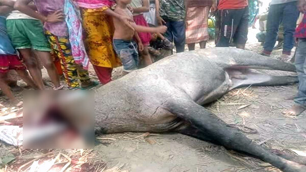 রাণীশংকৈলে নীলগাই উদ্ধার, অতপর: বিজিবি'র সামনে জবাই করলেন এলাকাবাসী
