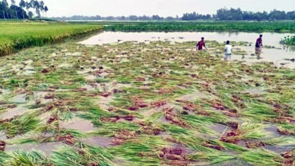 শাজাহানপুরে এক মণ ধানের দামেও মিলছে না একজন শ্রমিক