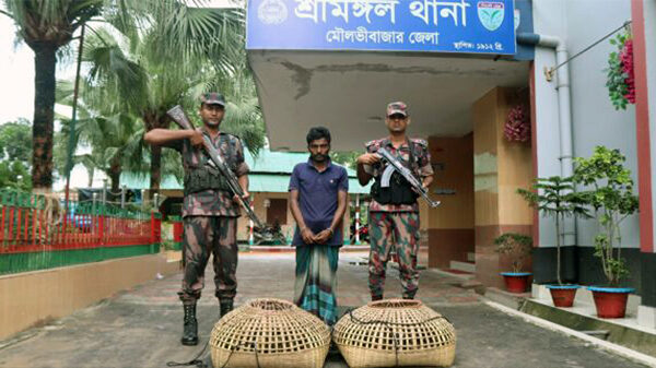 হাঁসের বাচ্চার বিনিময়ে পাওয়া যায় মদ-ফেন্সিডিল-ইয়াবা