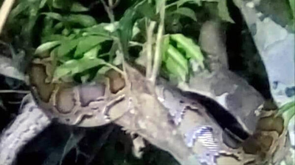 লোকালয়ে মগডালে অজগর