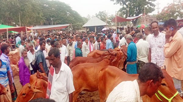 নওগাঁ জেলায় ২০ হাজার ৪শ ২টি খামারে ৪ লাখ ৩৩ হাজার ৭৩টি কুরবানীর পশু পালিত হয়েছে