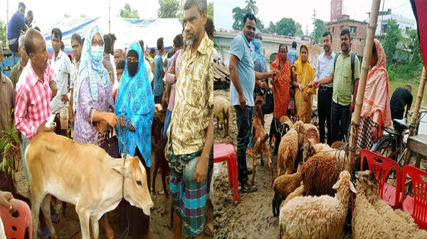 নওগাঁর আত্রাইয়ে ডাসকো ফাউন্ডেশনের গরু-ছাগল-ভেড়া বিতরণ