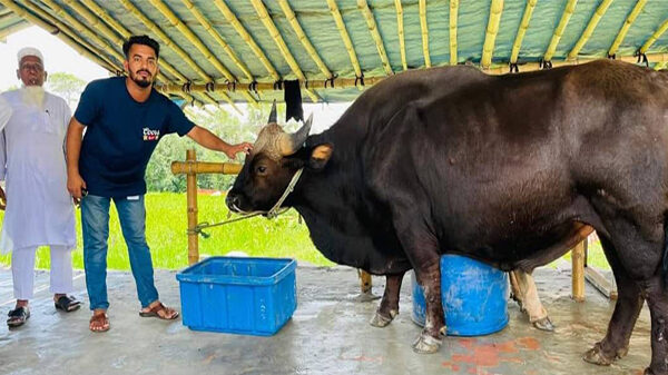 মুরাদনগরে কোরবানির জন্য কেনা হয়েছে গয়াল