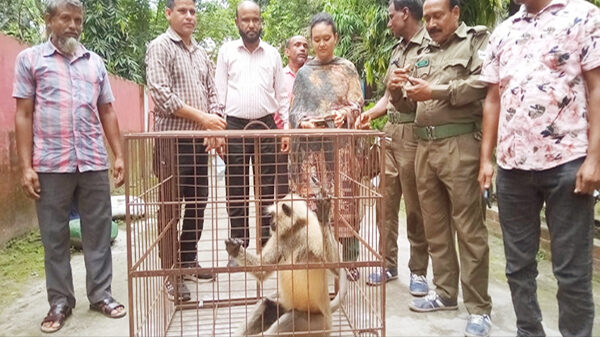 নীলফামারীতে লোকালয়ে আসা হনুমানটিকে উদ্ধার করেছে বনবিভাগ