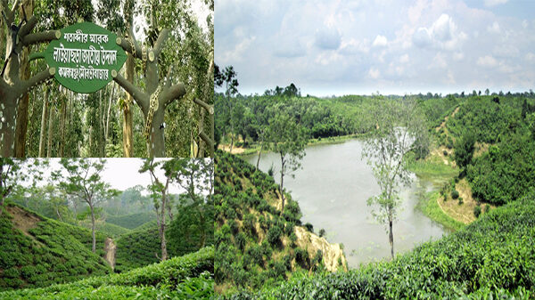 পর্যটন নগরী মৌলভীবাজারে পর্যটক শূন্য