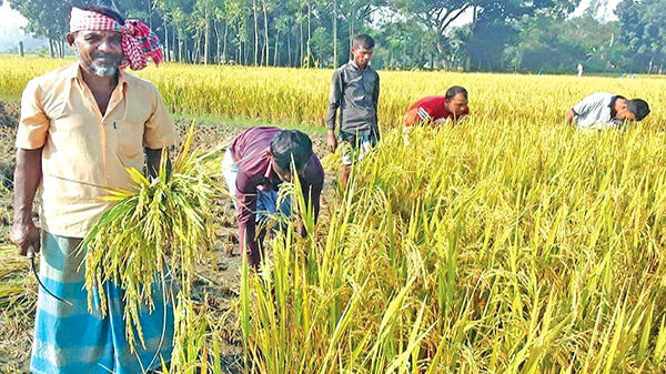 এবার আউশে আশা পূরণ হয়েছে কৃষকের : খাদ্যমন্ত্রী