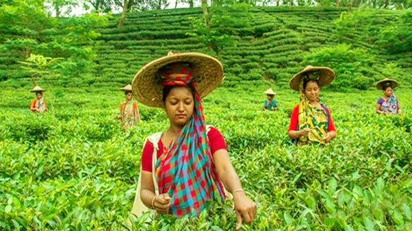 প্রধানমন্ত্রীর সিদ্ধান্তে চা শ্রমিকদের কৃতজ্ঞতা প্রকাশ