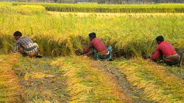 নওগাঁ জেলায় মাঠে মাঠে আউশ ধান কাটা শুরু