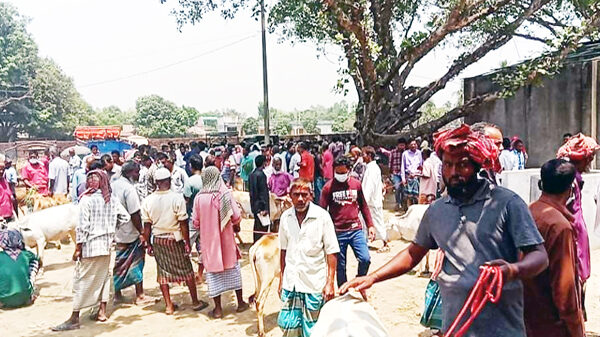 ঠাকুরগাঁওয়ের নেকমরদ পশুর হাটে জরিমানা