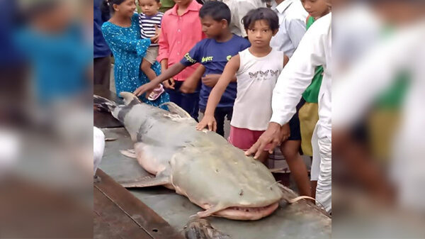 নীলফামারীর তিস্তায় বরশিতে ধরা পড়ল ৯১কেজি ওজনের বিশালাকৃতির বাঘাইর মাছ