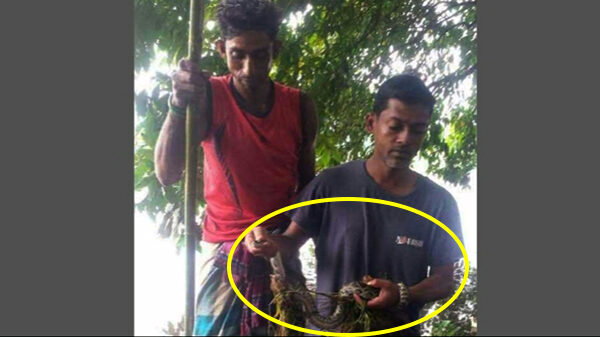 হাইল হাওড়ের জালে মিললো অজগর সাপ!