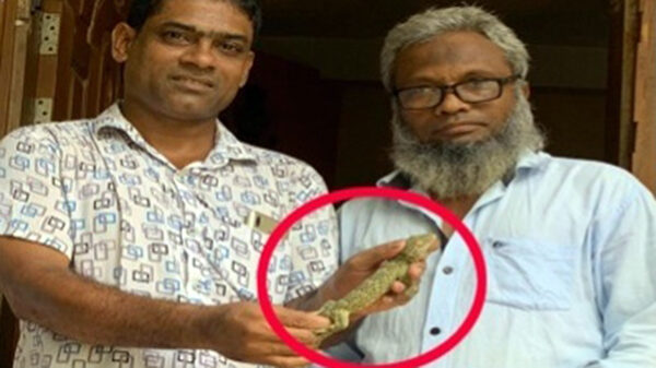 দেয়ালে লেপ্টে ছিলো " তক্ষক "