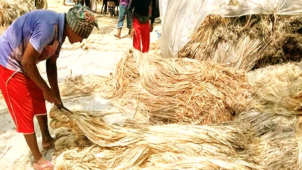 কুমিল্লায় এবার পাট চাষীদের মুখে ফুটেছে হাসি