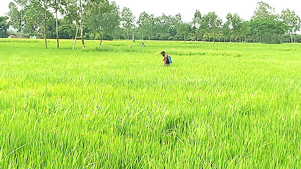 আমন ধানে নতুন স্বপ্ন দেখছেন রাণীশংকৈলের কৃষকেরা
